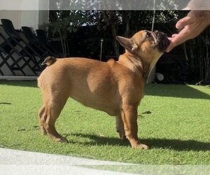 French Bulldog Puppy for sale in TAMPA, FL, USA
