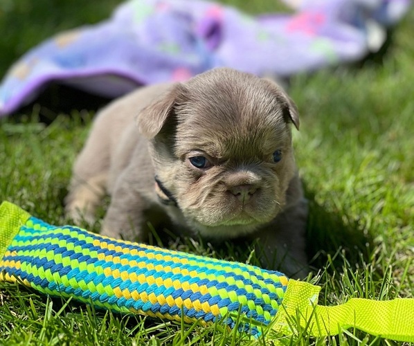 Medium Photo #2 French Bulldog Puppy For Sale in CLACKAMAS, OR, USA
