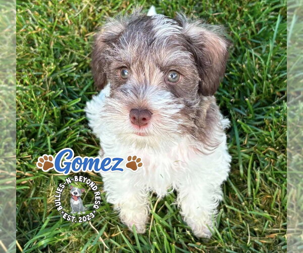 Medium Photo #4 - Mix Puppy For Sale in Omaha, NE, USA