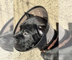 Small Cane Corso