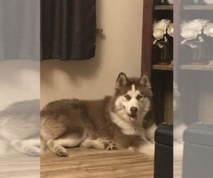 Father of the Siberian Husky puppies born on 12/21/2019
