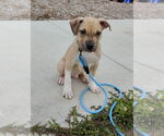 Small #2 American Pit Bull Terrier-Labrador Retriever Mix