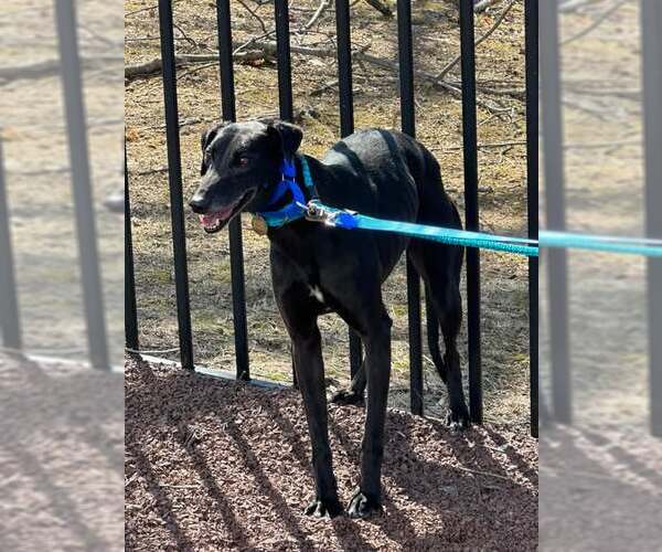 Medium Photo #3 Greyhound Puppy For Sale in Cherry Hill, NJ, USA