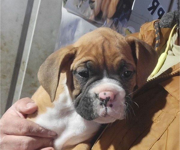 Medium Photo #2 Boxer Puppy For Sale in STAFFORD, CT, USA