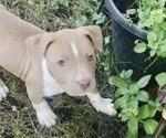 Small Photo #7 American Pit Bull Terrier Puppy For Sale in ABERDEEN, SD, USA