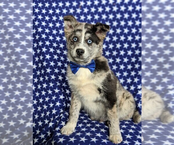 Medium Photo #1 Pomsky Puppy For Sale in EPHRATA, PA, USA