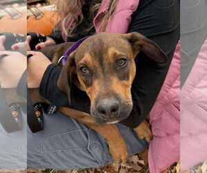 Pointer-Unknown Mix Dogs for adoption in pomfret, CT, USA