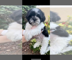 Shih Tzu Puppy for sale in VISALIA, CA, USA