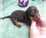 Small #4 Dachshund