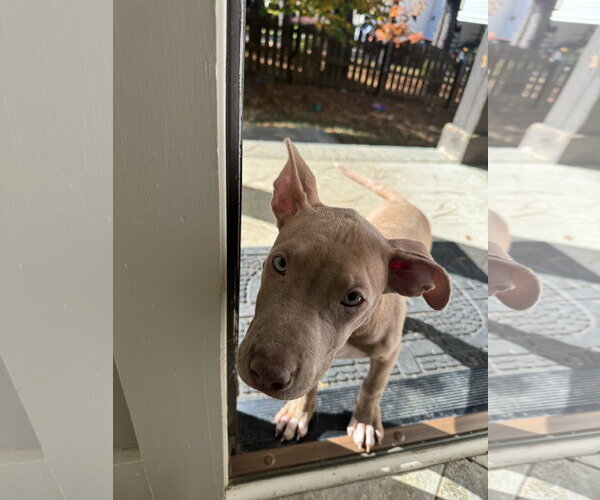 Medium Photo #21 American Staffordshire Terrier-Unknown Mix Puppy For Sale in Holly Springs, NC, USA