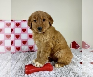 Golden Retriever Puppy for sale in GREENFIELD, IN, USA