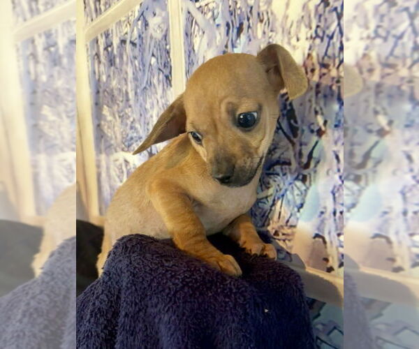 Medium Photo #3 Chihuahua Puppy For Sale in San Diego, CA, USA