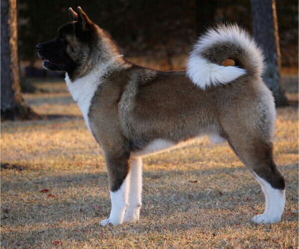 Medium Photo #1 Akita Puppy For Sale in STRAFFORD, MO, USA