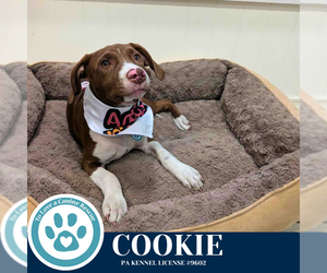 Labrador Retriever-Unknown Mix Dogs for adoption in Kimberton, PA, USA