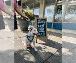 Small #3 American Pit Bull Terrier Mix
