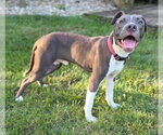 Small American Pit Bull Terrier Mix