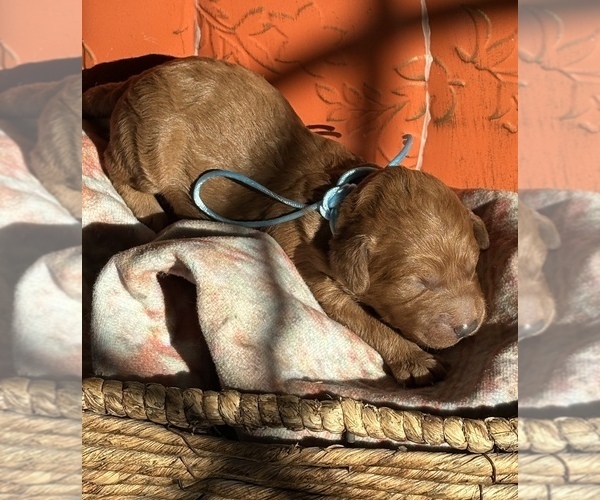 Medium Photo #4 Goldendoodle (Miniature) Puppy For Sale in SAINT MARYS, KS, USA