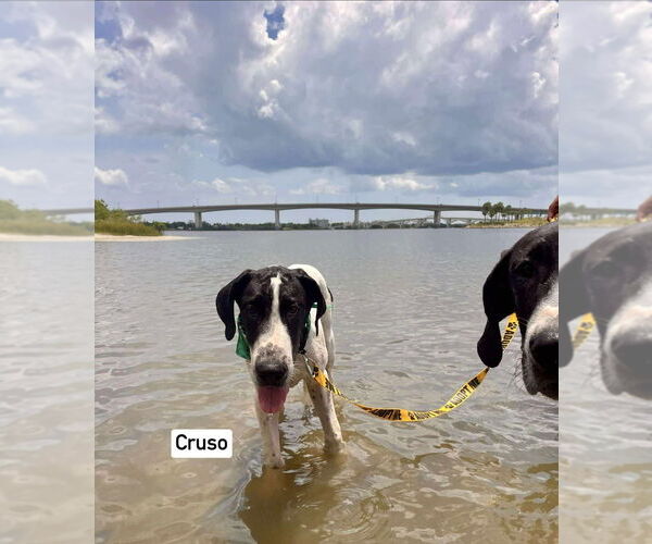 Medium Photo #2 Great Dane Puppy For Sale in Bullard, TX, USA