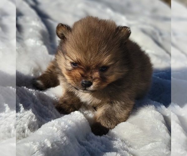 Medium Photo #4 Pomeranian Puppy For Sale in STATHAM, GA, USA