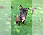 Small #42 American Pit Bull Terrier Mix
