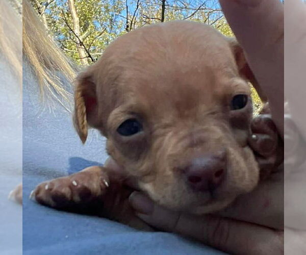 Medium Photo #3 Labrador Retriever-Unknown Mix Puppy For Sale in New York, NY, USA
