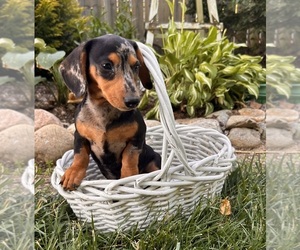 Dachshund Puppy for sale in MIDDLEBURY, IN, USA