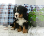 Small Photo #3 Bernese Mountain Dog Puppy For Sale in CLARE, MI, USA