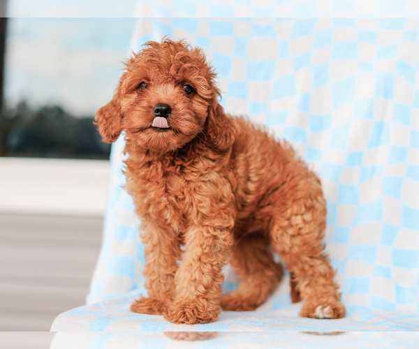 Medium Photo #4 Cavalier King Charles Spaniel-Poodle (Toy) Mix Puppy For Sale in LIBERTY, KY, USA