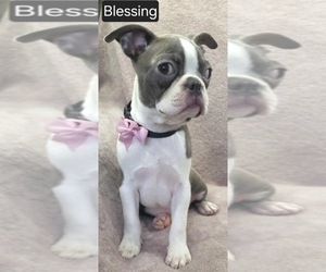 Boston Terrier Puppy for sale in MINERAL WELLS, WV, USA