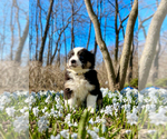 Small Photo #9 Australian Shepherd Puppy For Sale in AKRON, OH, USA