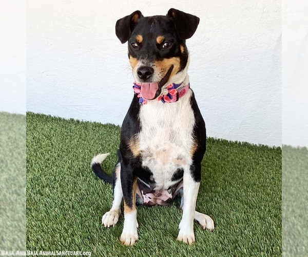 Medium Photo #4 Rat Terrier-Unknown Mix Puppy For Sale in San Diego, CA, USA