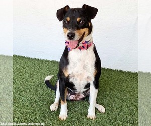 Monique - Female Rat Terrier-Unknown Mix Dog for Adoption - Photo #4