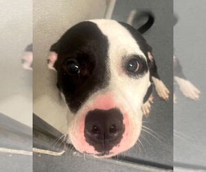 American Pit Bull Terrier Dogs for adoption in Glen Allen, VA, USA