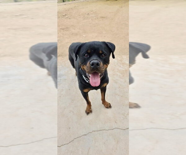 Medium Photo #4 Rottweiler Puppy For Sale in Gilbert, AZ, USA