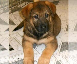 German Shepherd Dog Puppy for sale in HAMMOND, IN, USA