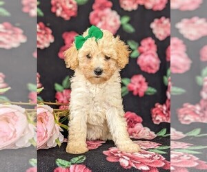 Poodle (Miniature) Puppy for sale in KIRKWOOD, PA, USA