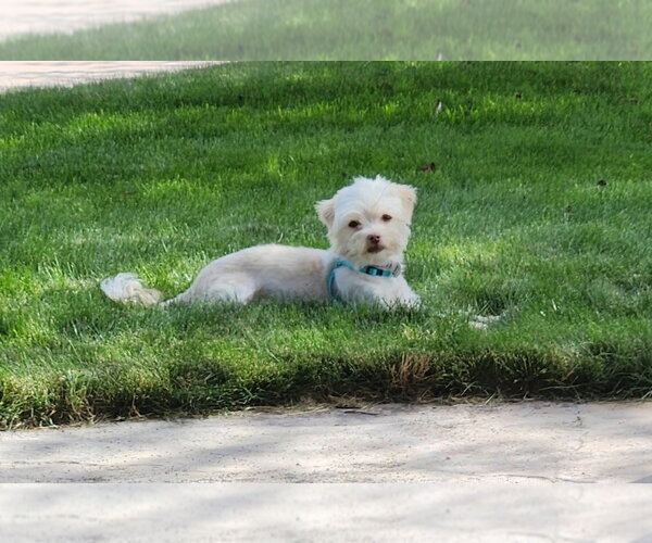 Medium Photo #1 Maltese-Unknown Mix Puppy For Sale in Salt Lake City, UT, USA