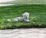 Pixie - Female Maltese-Unknown Mix Dog for Adoption - Small photo