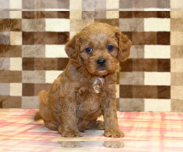Medium Photo #5 Cavapoo (Miniature) Puppy For Sale in DENVER, PA, USA