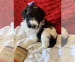 Small Photo #8 Goldendoodle Puppy For Sale in DOLPH, AR, USA