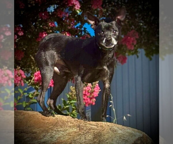 Medium Photo #1 Chihuahua-Unknown Mix Puppy For Sale in San Andreas, CA, USA