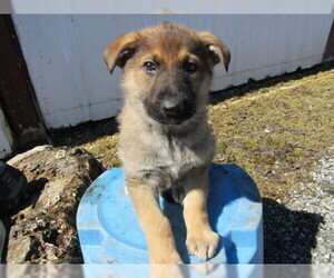 German Shepherd Dog Puppy for sale in HUDSON, MI, USA
