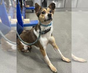 Chi-Corgi Dogs for adoption in Forestville, MD, USA