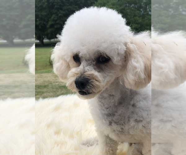Medium Photo #1 Poodle (Toy) Puppy For Sale in INMAN, SC, USA