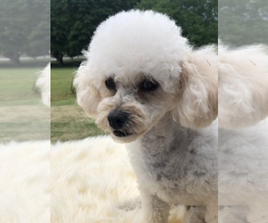 Mother of the Poodle (Toy) puppies born on 04/26/2025