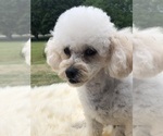 Small Photo #1 Poodle (Toy) Puppy For Sale in INMAN, SC, USA