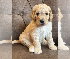 Poodle (Standard) Puppy for sale in ODENTON, MD, USA