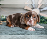 Puppy Sarge Beabull