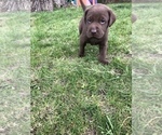 Small Photo #4 Labrador Retriever Puppy For Sale in SELAH, WA, USA