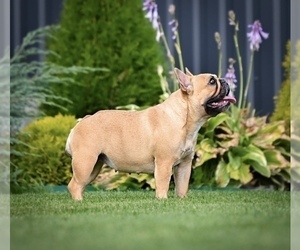 Mother of the French Bulldog puppies born on 06/25/2025